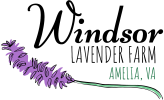 Windsor Lavender Farm